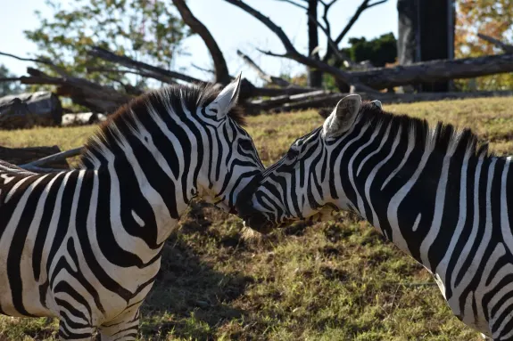 SlotsVentura Kasino Podpora